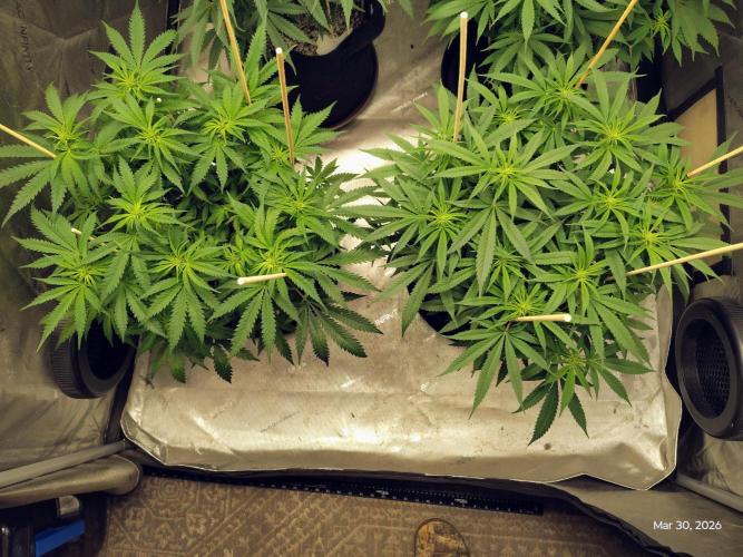 eternity grow cup 2026. Week 11
