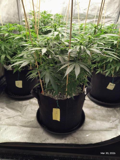 eternity grow cup 2026. Week 11