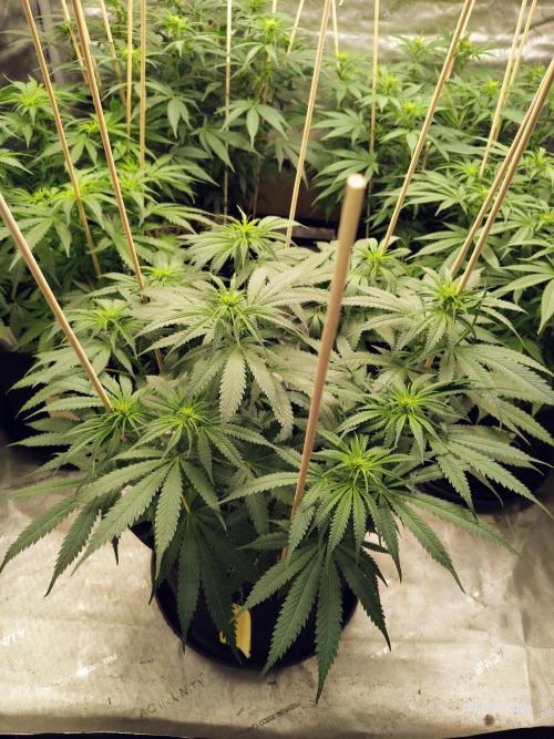 eternity grow cup 2026. Week 11