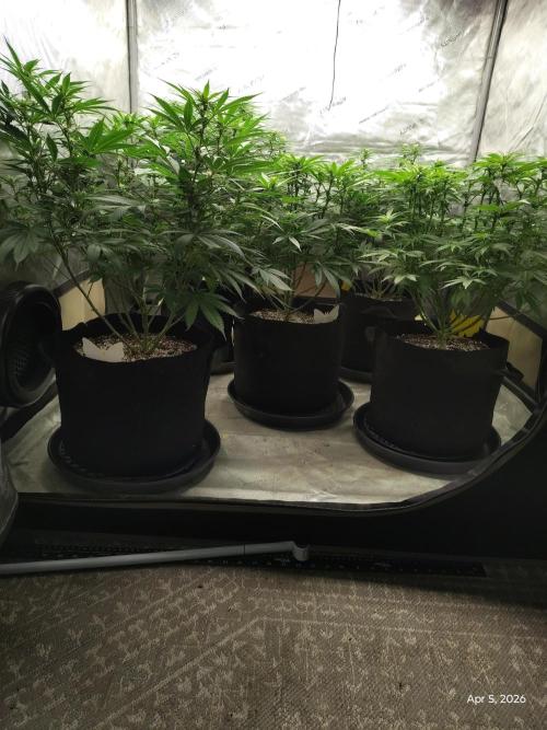 eternity grow cup 2026. Week 11 - Day 20 of flower my version of lollipop ping lol 