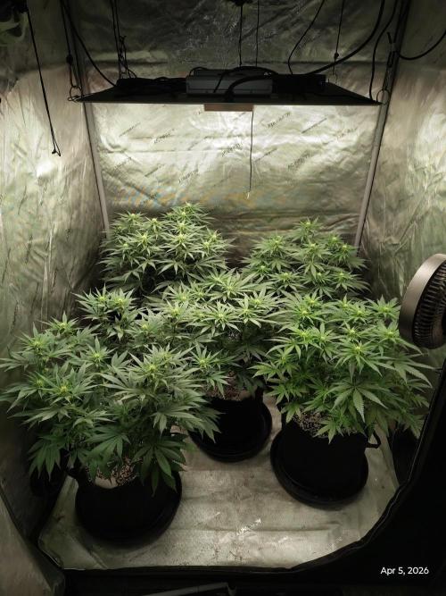 eternity grow cup 2026. Week 11 - Day 20.of flower 