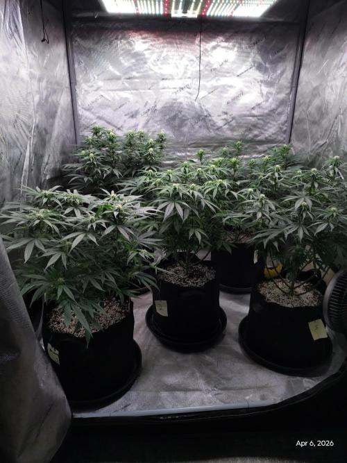 eternity grow cup 2026. Week 12
