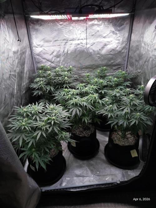 eternity grow cup 2026. Week 12
