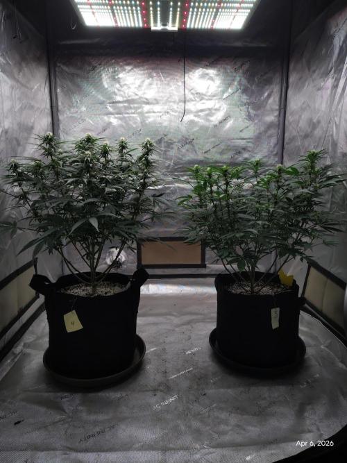 eternity grow cup 2026. Week 12