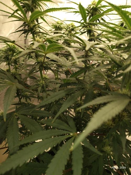 eternity grow cup 2026. Week 12