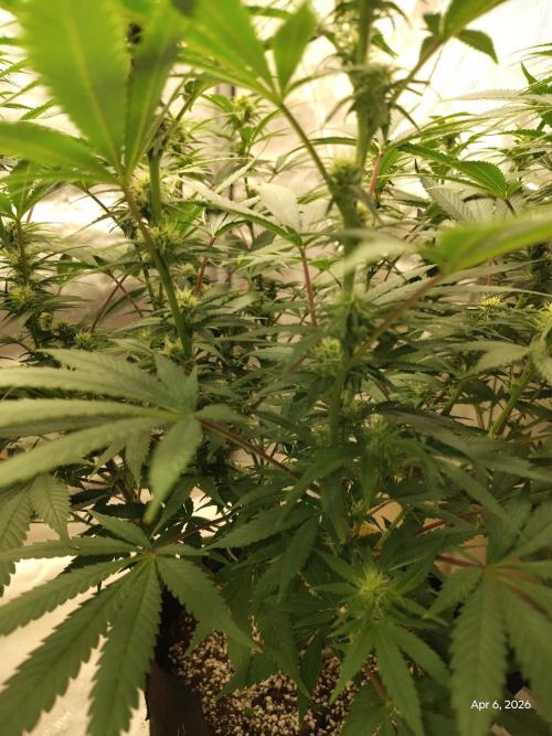 eternity grow cup 2026. Week 12