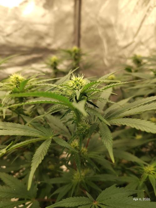 eternity grow cup 2026. Week 12