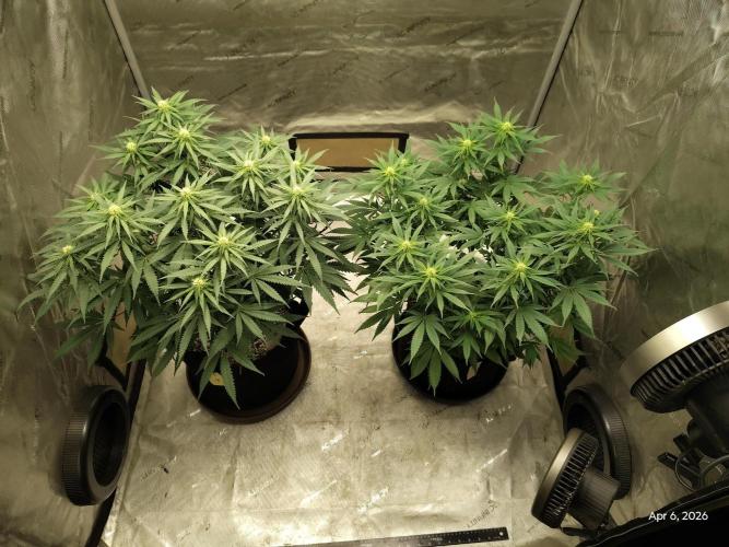eternity grow cup 2026. Week 12