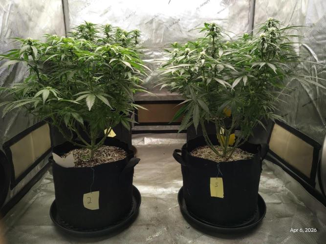 eternity grow cup 2026. Week 12