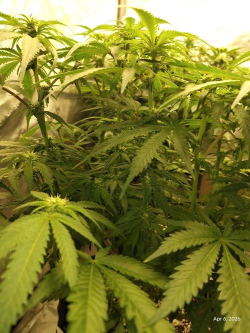 eternity grow cup 2026. Week 12