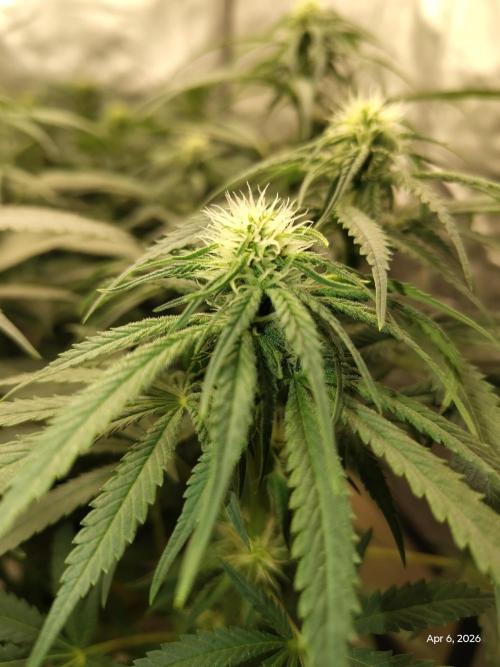 eternity grow cup 2026. Week 12