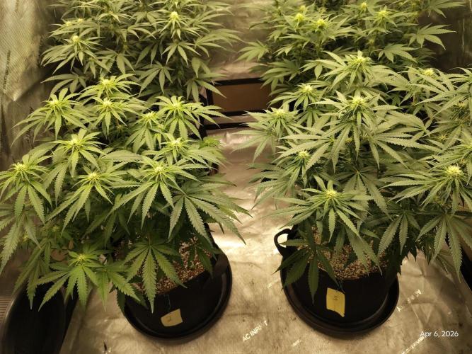 eternity grow cup 2026. Week 12