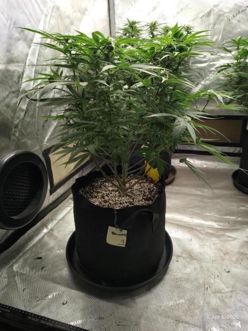 eternity grow cup 2026. Week 12