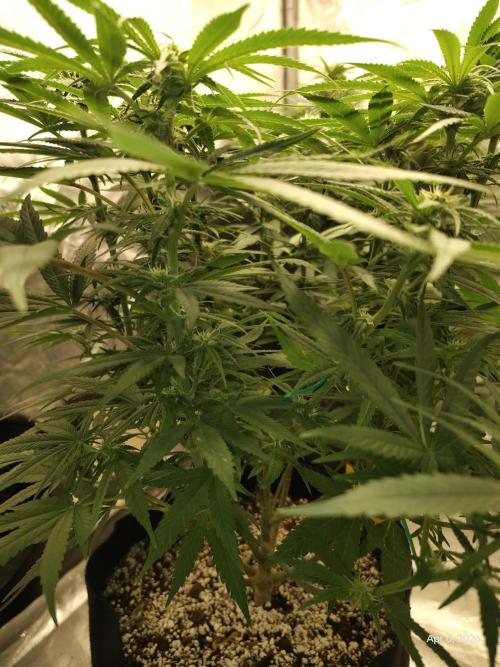 eternity grow cup 2026. Week 12
