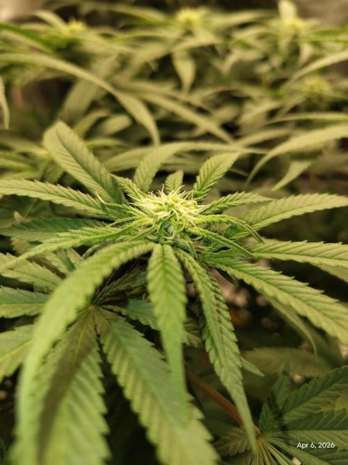 eternity grow cup 2026. Week 12