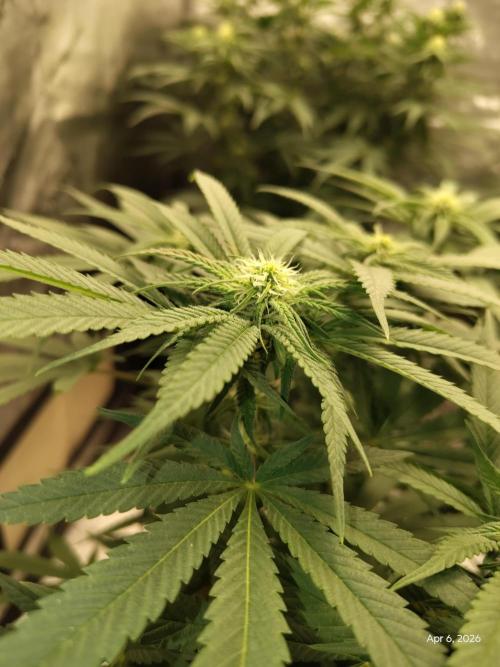 eternity grow cup 2026. Week 12