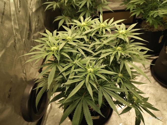 eternity grow cup 2026. Week 12