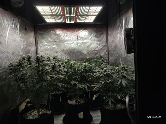 eternity grow cup 2026. Week 13
