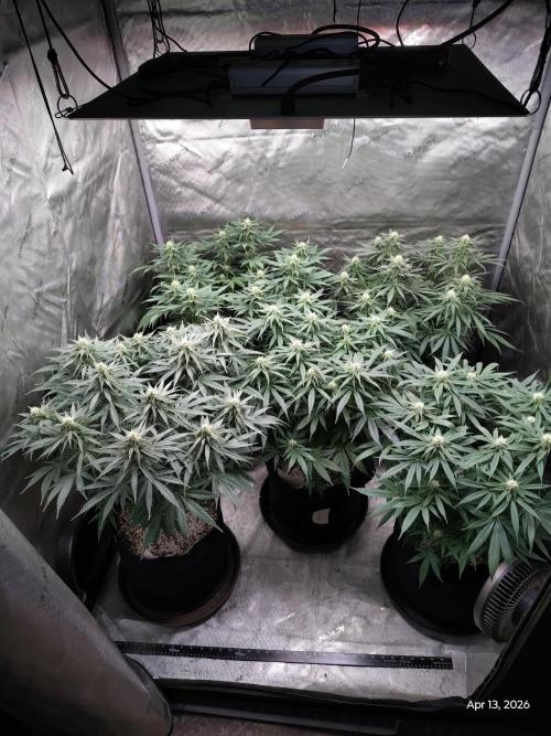 eternity grow cup 2026. Week 13