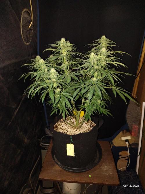 eternity grow cup 2026. Week 13