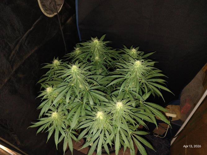 eternity grow cup 2026. Week 13