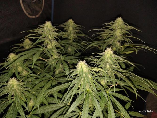 eternity grow cup 2026. Week 13