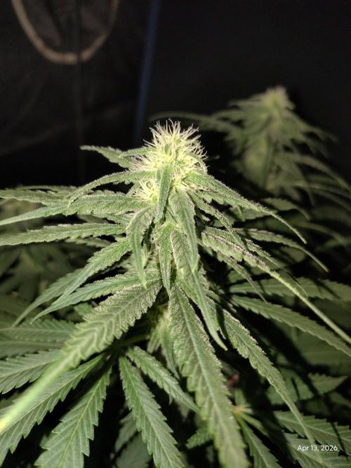 eternity grow cup 2026. Week 13