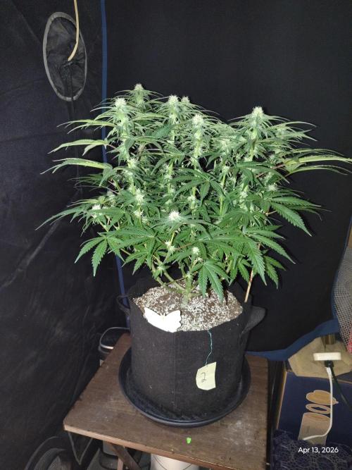eternity grow cup 2026. Week 13