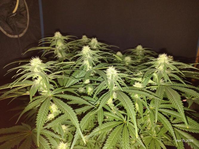 eternity grow cup 2026. Week 13