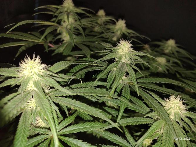 eternity grow cup 2026. Week 13