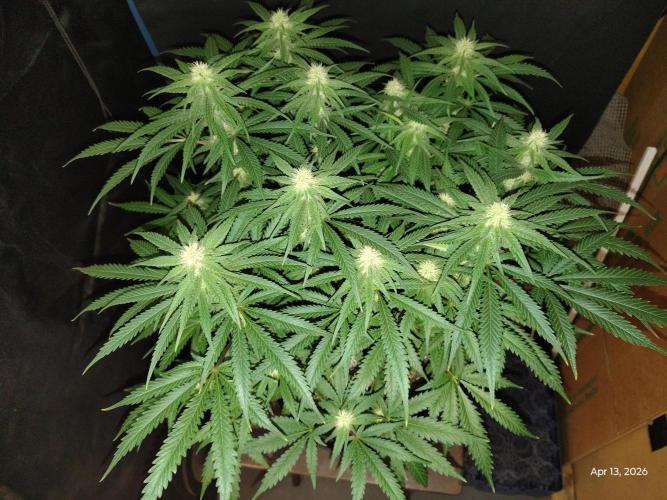 eternity grow cup 2026. Week 13