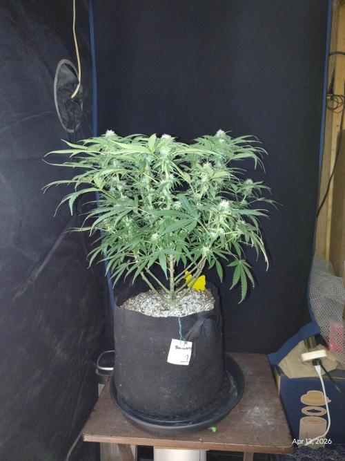 eternity grow cup 2026. Week 13