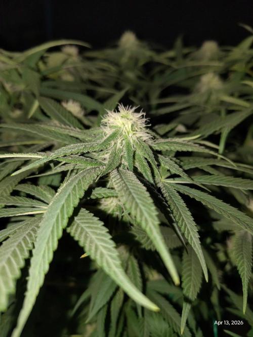 eternity grow cup 2026. Week 13