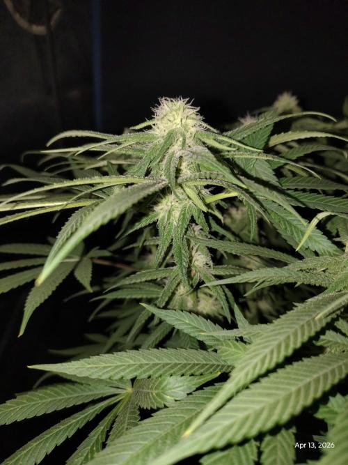 eternity grow cup 2026. Week 13