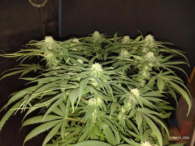 eternity grow cup 2026. Week 13