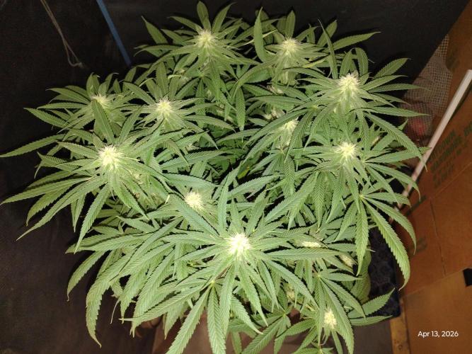 eternity grow cup 2026. Week 13