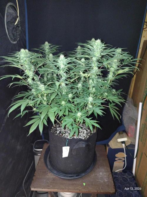 eternity grow cup 2026. Week 13