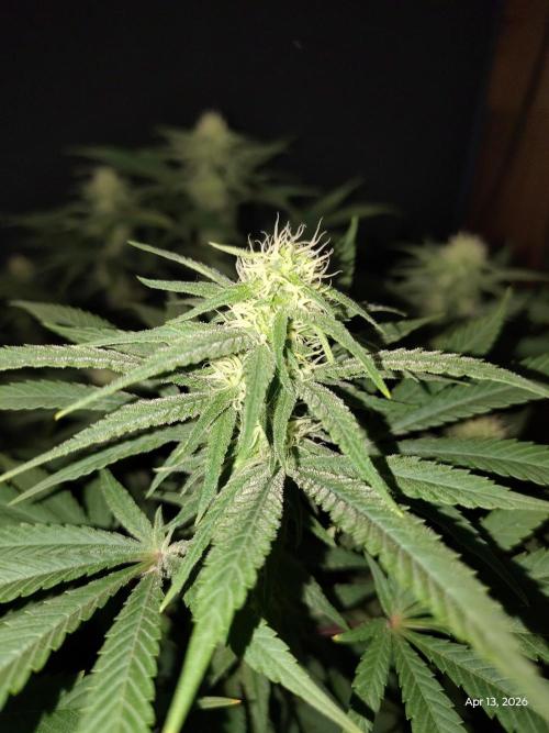 eternity grow cup 2026. Week 13