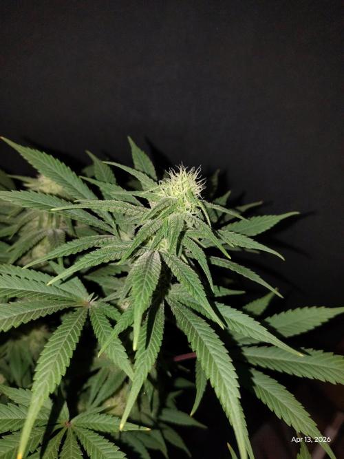 eternity grow cup 2026. Week 13