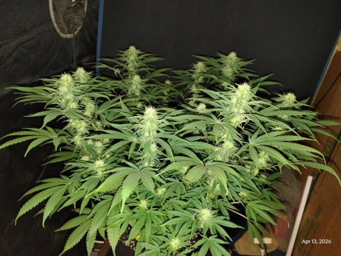 eternity grow cup 2026. Week 13