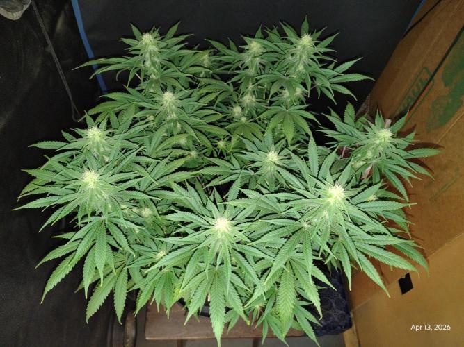 eternity grow cup 2026. Week 13