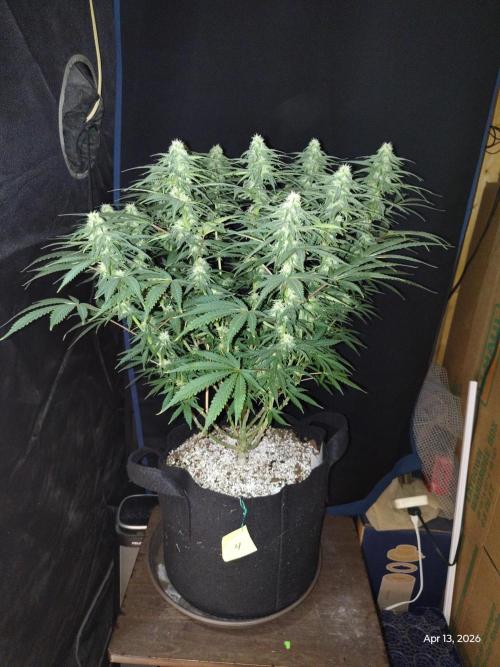 eternity grow cup 2026. Week 13