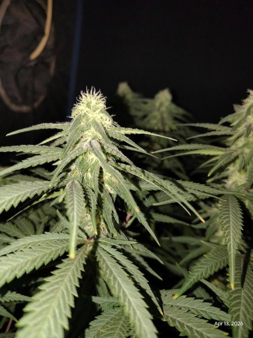 eternity grow cup 2026. Week 13