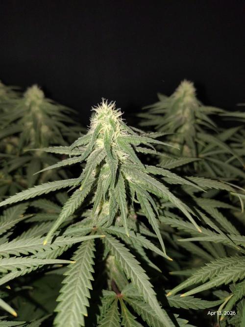 eternity grow cup 2026. Week 13