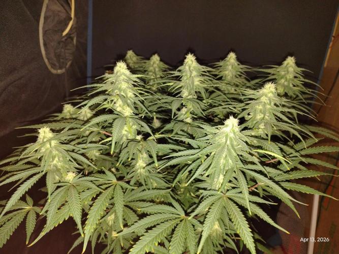 eternity grow cup 2026. Week 13