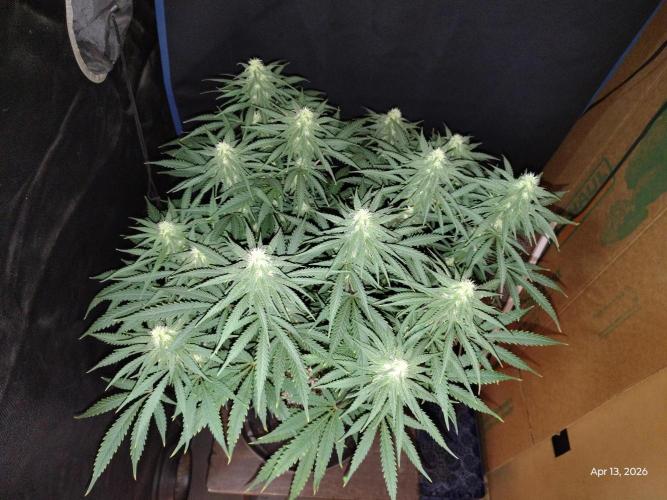 eternity grow cup 2026. Week 13