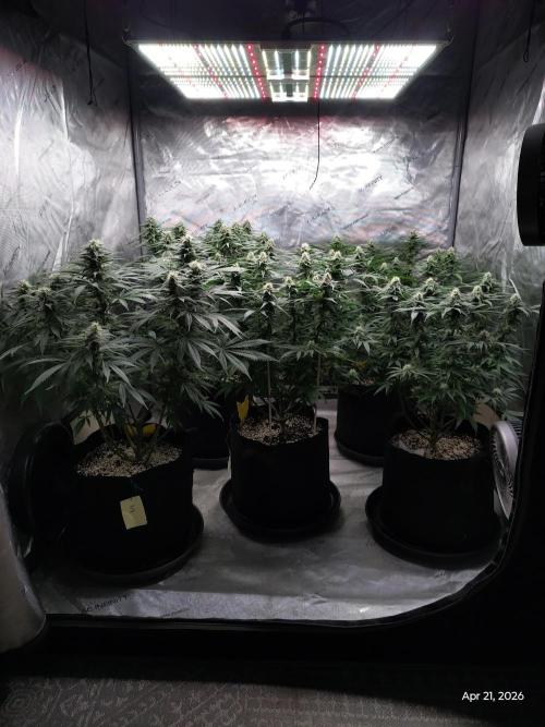 eternity grow cup 2026. Week 14