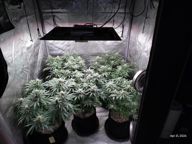 eternity grow cup 2026. Week 14