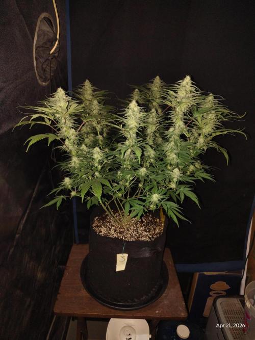 eternity grow cup 2026. Week 14
