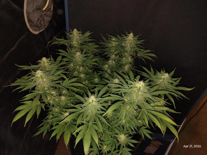 eternity grow cup 2026. Week 14